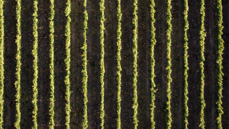 Vigneti