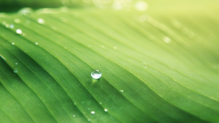 acqua su una foglia