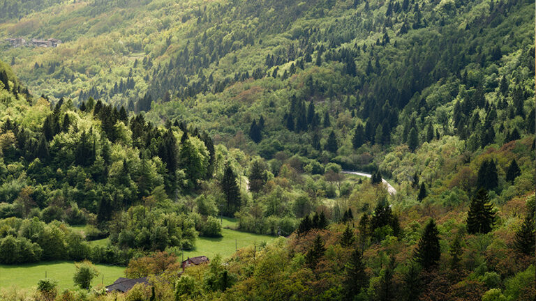 foresta