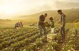 famiglia sui campi