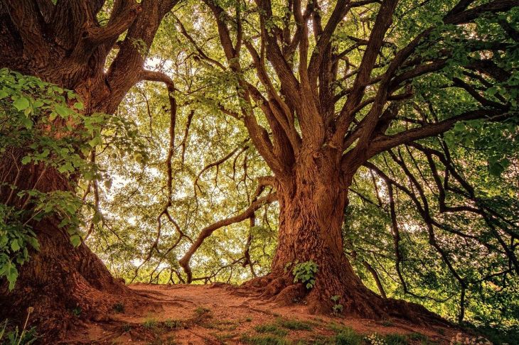 alberi