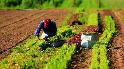 Uomo che pianta in un campo agricolo
